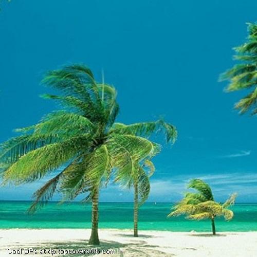 Palm-Trees-On-Windy-Beach-Display-Picture