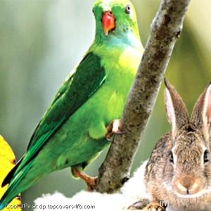 Parrot-And-Rabbit-Display-Picture