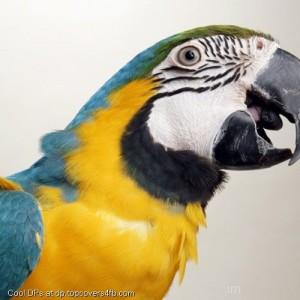 Parrot-Is-Good-Pet-Display-Picture