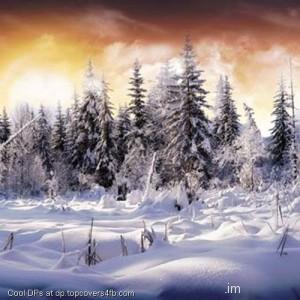 Pine-Trees-Filled-With-Snow-In-Winter-Display-Picture