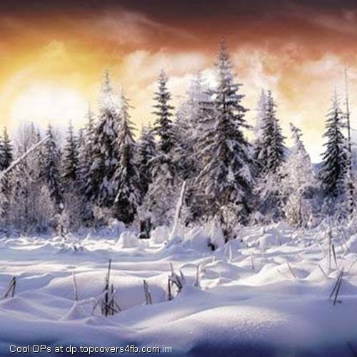 Pine-Trees-Filled-With-Snow-In-Winter-Display-Picture