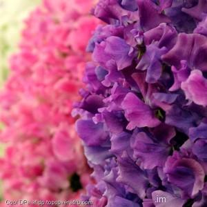 Pink-And-Purple-Flower-Display-Picture