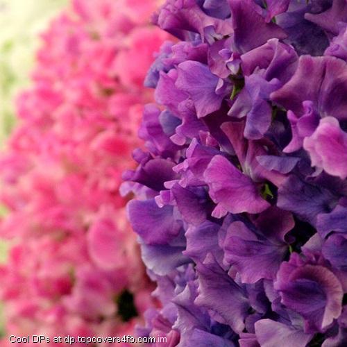 Pink-And-Purple-Flower-Display-Picture