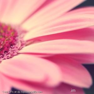 Pink-Flower-With-High-Revolution-Display-Picture