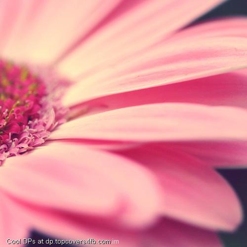 Pink-Flower-With-High-Revolution-Display-Picture