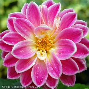 Pink-Lotus-Flower-Display-Picture