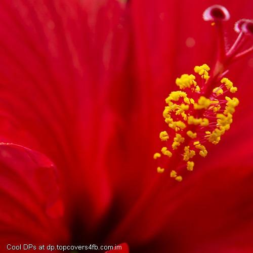 Pollenation-Flower-Display-Picture