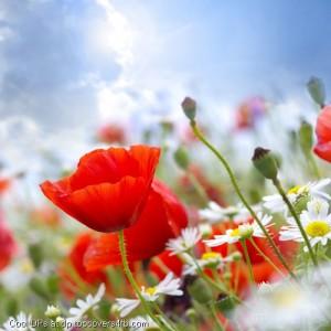 Pooming-Red-Flower-Display-Picture