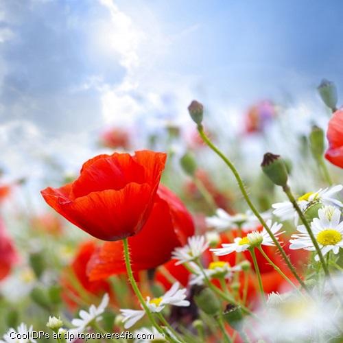 Pooming-Red-Flower-Display-Picture