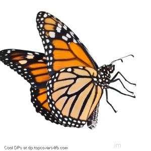 Pretty-Monarch-Butterfly-Display-Picture