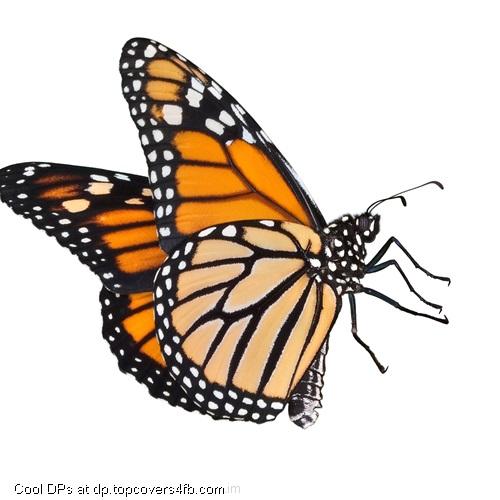 Pretty-Monarch-Butterfly-Display-Picture