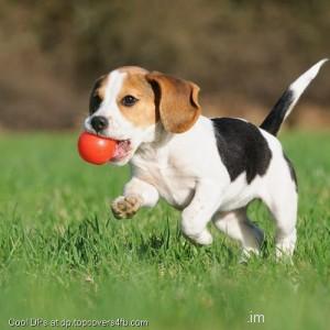 Puppu-Play-with-Ball-Display-Picture