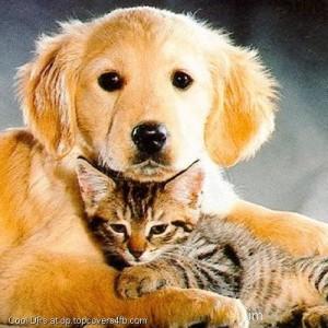 Puppy-And-Kitten-Display-Picture