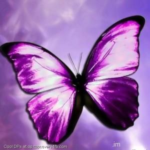 Purple-Butterfly-Display-Picture