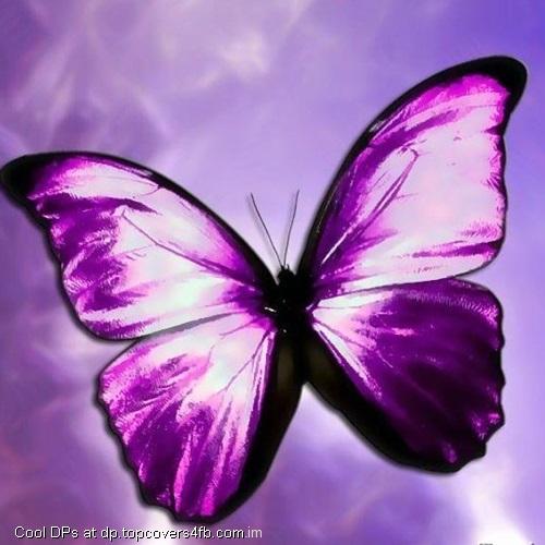 Purple-Butterfly-Display-Picture