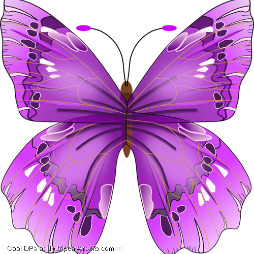 Purple-Butterfly-Drawing-Display-Picture