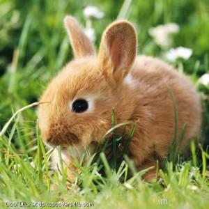 Rabbit-Eating-Grass-Display-Picture