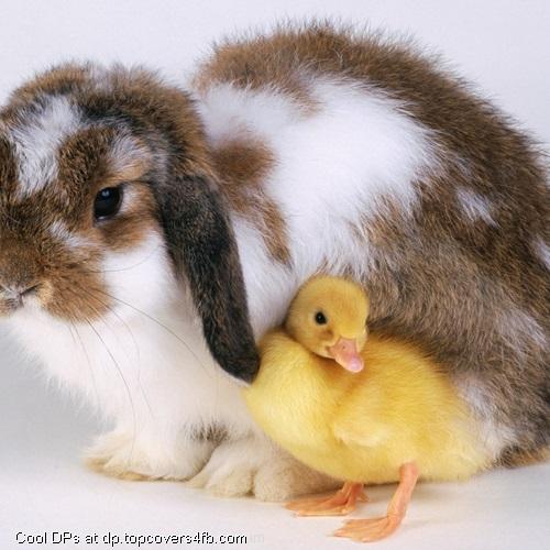 Rabbit-With-Duck-Display-Picture