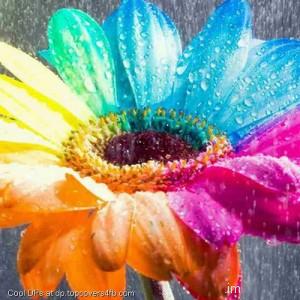 Rainbow-Flower-In-The-Rain-Display-Picture