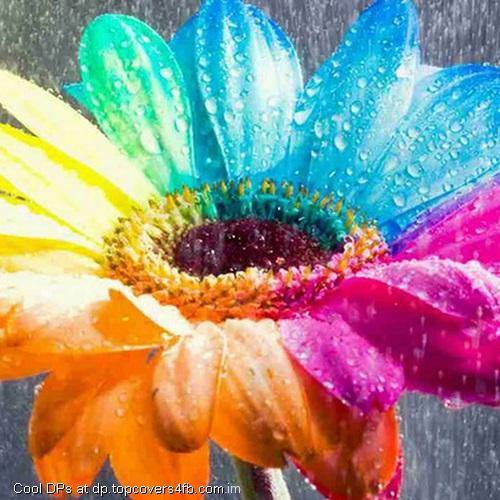 Rainbow-Flower-In-The-Rain-Display-Picture