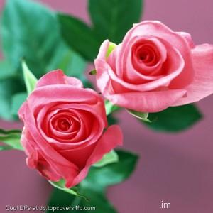 Red-And-Pink-Rose-Display-Picture
