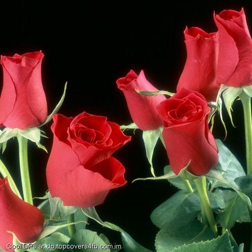 Red-Rose-For-lover-Display-Picture