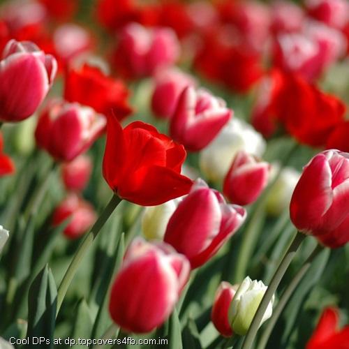 Red-Tulips-Display-Picture