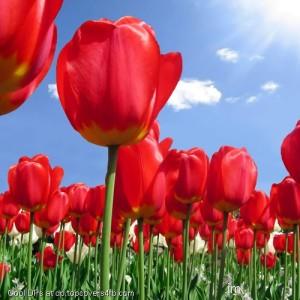 Red-Tulips-Sunshine-Display-Picture
