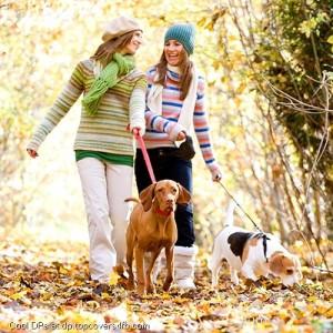 Riding-Dogs-Display-Picture