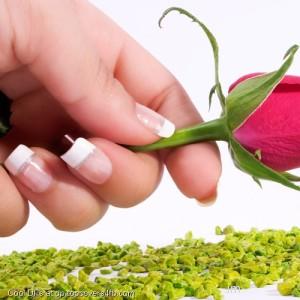 Rose-In-Hand-Display-Picture