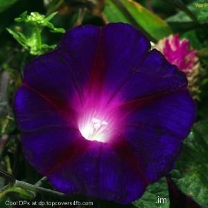 Shining-In-the-Light-Display-Picture