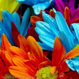 Sibling-Flower-Display-Picture