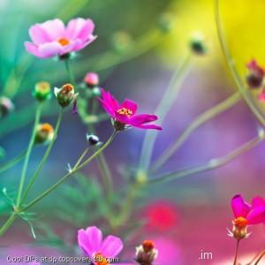 Small-Flower-Display-Picture