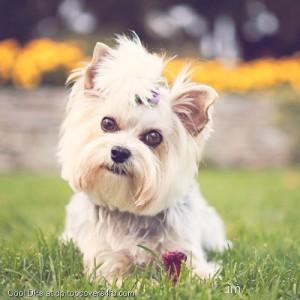 Small-Pamerian-Display-Picture