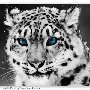 Snow-Leopard-Black-And-White-Display-Picture