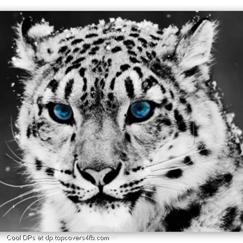 Snow-Leopard-Black-And-White-Display-Picture