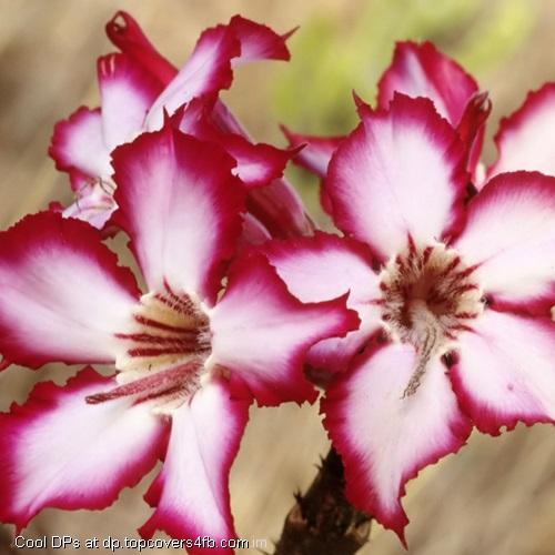 Something-White-Flower-Display-Picture