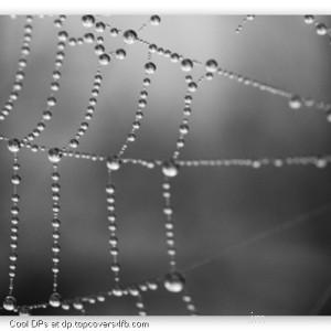 Spider-Web-Display-Picture