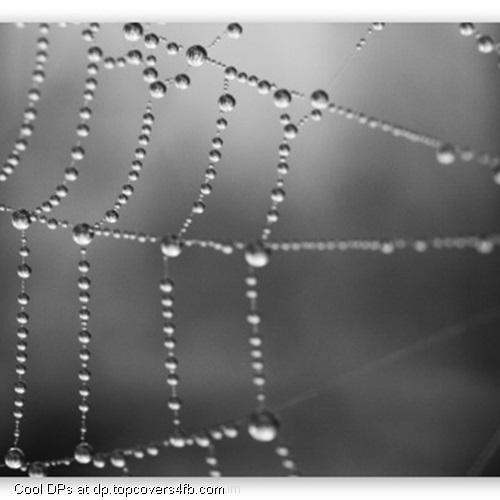 Spider-Web-Display-Picture