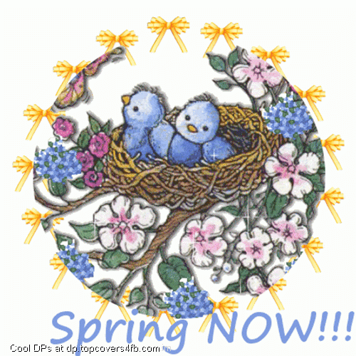 Spring-Now-Cute-Baby-Birds-Display-Picture