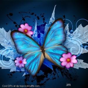 Synthia-Selahblue-Butterfly-Display-Picture