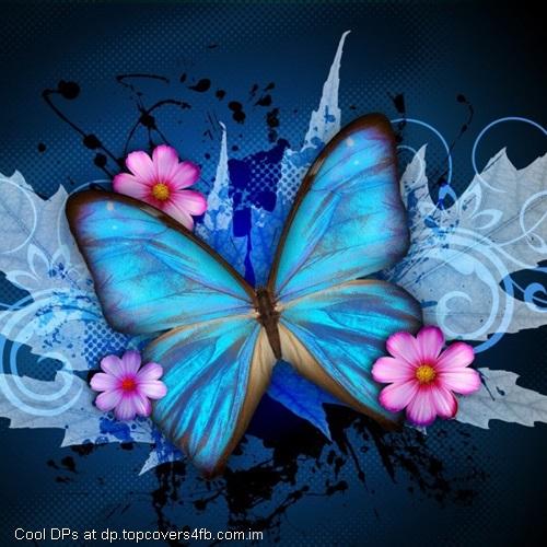 Synthia-Selahblue-Butterfly-Display-Picture