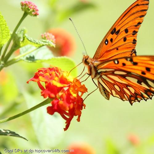 Taking-Food-From-Flower-Display-Picture