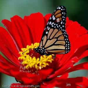 Taking-Food-From-Flower-Display-Picture