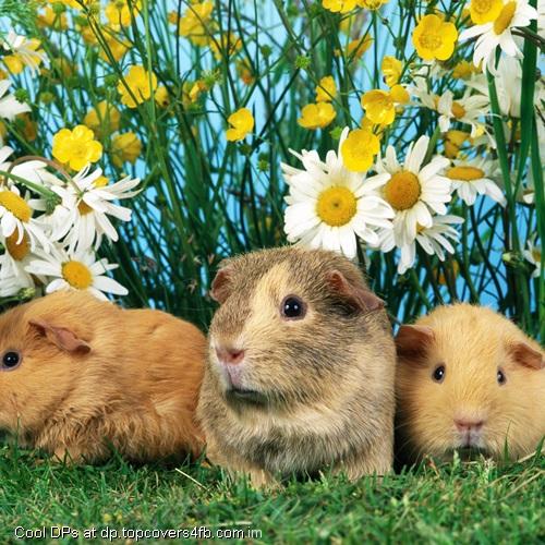 Three-Rabbits-Display-Picture