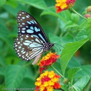 Tiger-Butterfly-Display-Picture