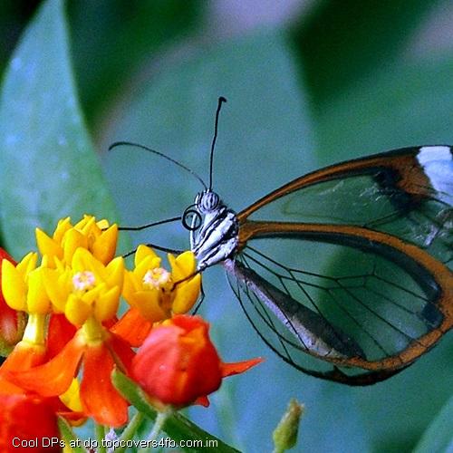 Transperent-Butterfly-Display-Picture