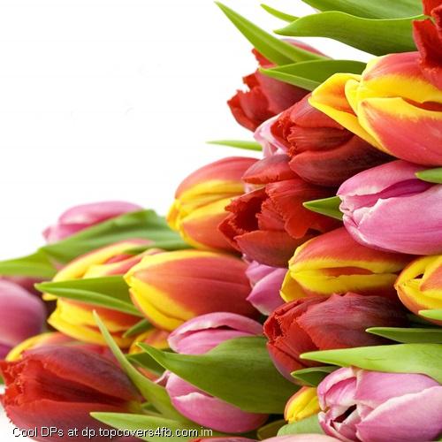 Tulips-Flower-in-Different-Colour-Display-Picture