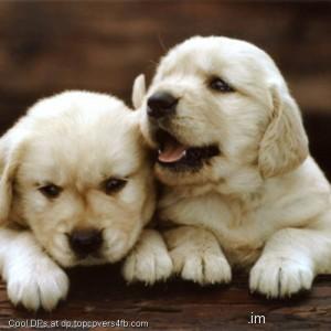 Two-Puppies-Display-Picture