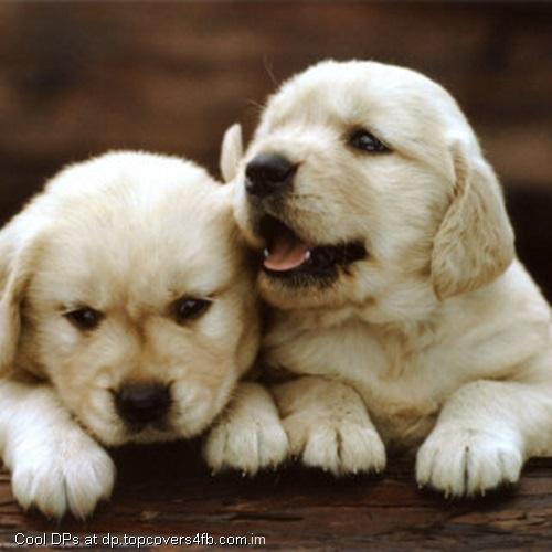 Two-Puppies-Display-Picture